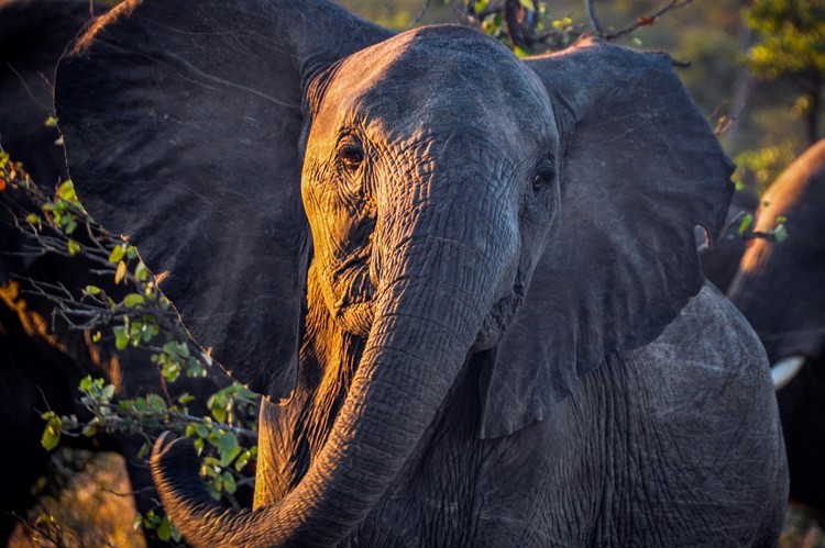 Jonge olifant in Greater Kruger - Klaserie Private Game Reserve